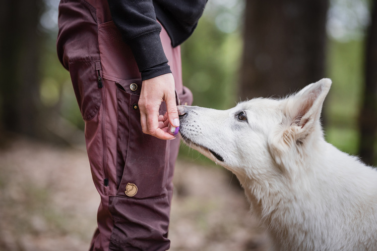 Nosework tutuksi